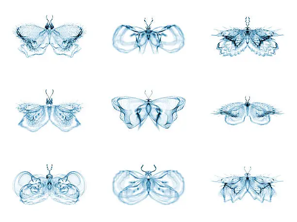 Photo of Diversity of Fractal Butterflies