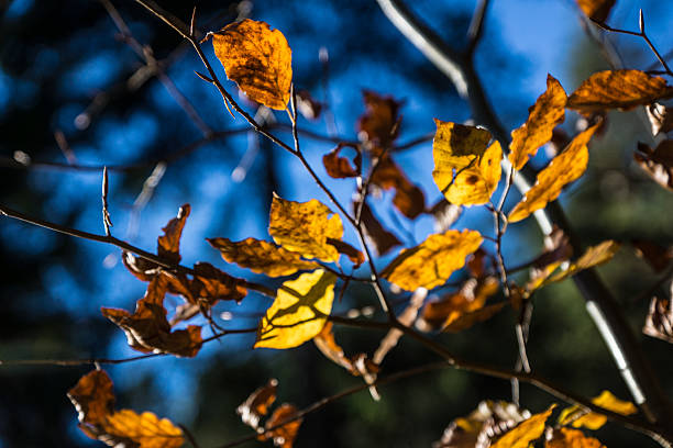 foglie di autunno colorato - baumblätter foto e immagini stock