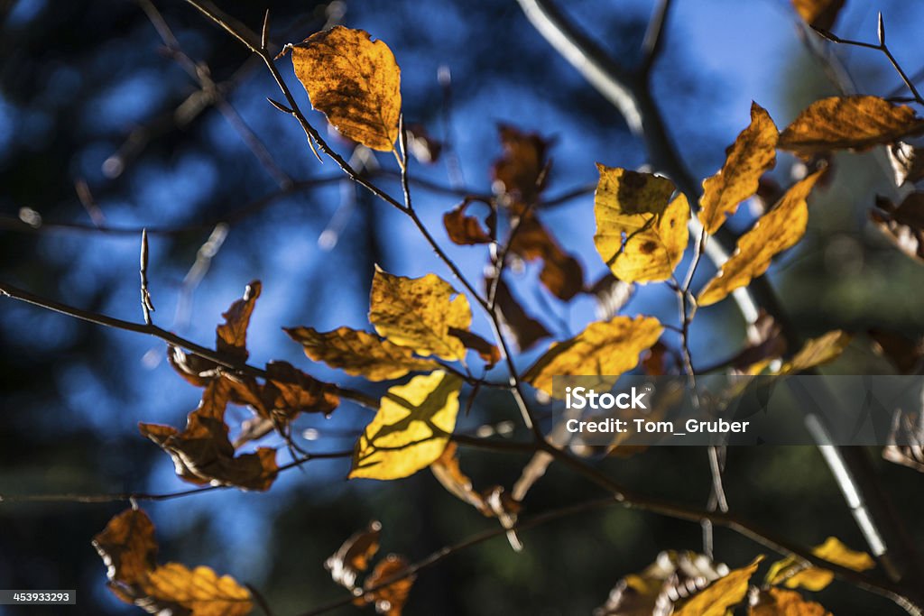 Colorful autumn leaves Autumn Stock Photo