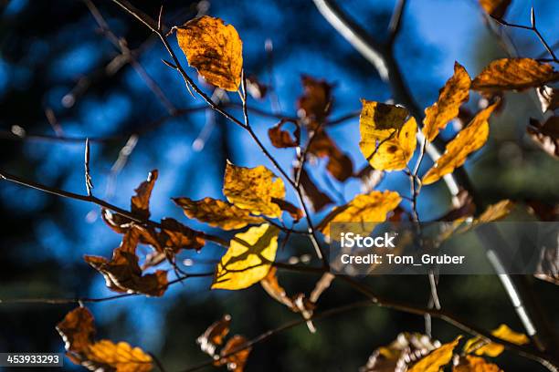 Colorful Autumn Leaves Stock Photo - Download Image Now - Autumn, Backgrounds, Color Image