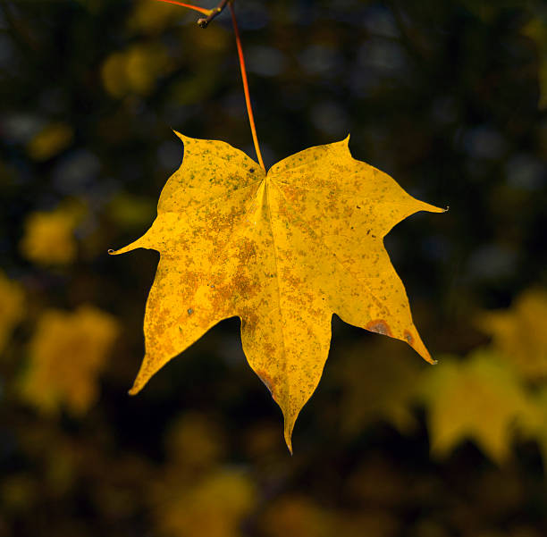 istock Autumn fall leaf, Sycamore Tree, Changing Season 3. 453933767