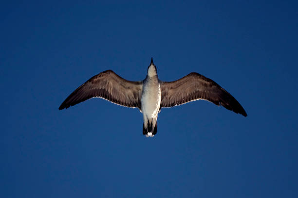 istock the down of sea gull flying 453934479