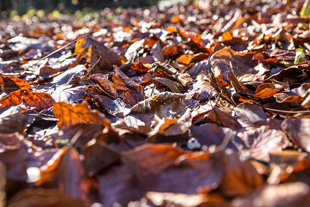 foglie di autunno colorato - baumblätter foto e immagini stock