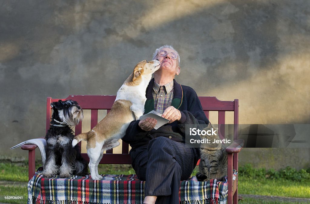 Old man with pets Senior man with dogs and cat on his lap on bench Dog Stock Photo