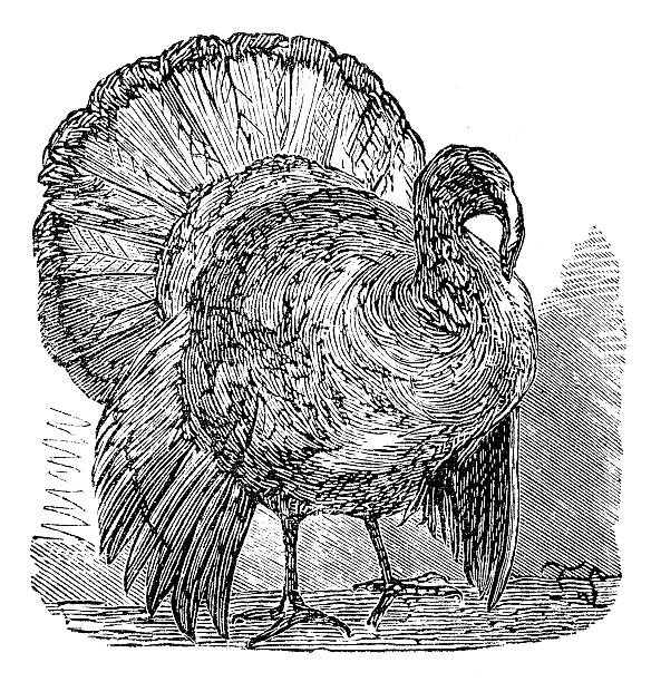 istock Antique illustration of Wild Turkey (Meleagris gallopavo) 453936473