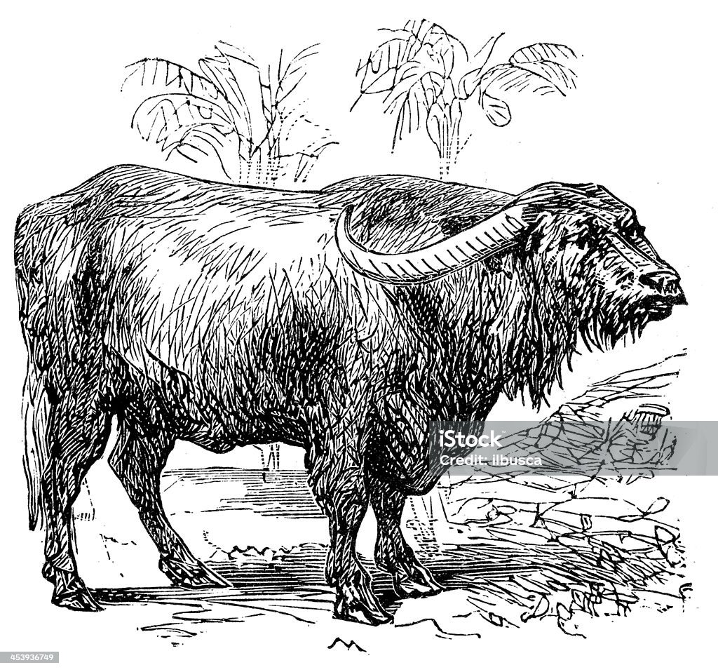 Antique illustration of Cape buffalo (Syncerus caffer) Domestic Water Buffalo stock illustration