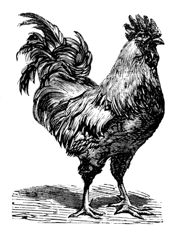Antique illustration of Rooster