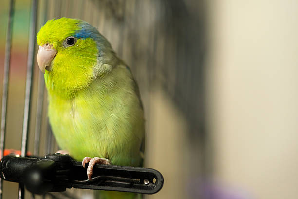 グリーン parrotlet - confined space ストックフォトと画像