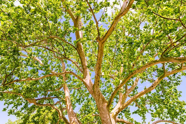 The  foliage canopy of a sycamore tree, leaves, and branches in Texas City, Texas.