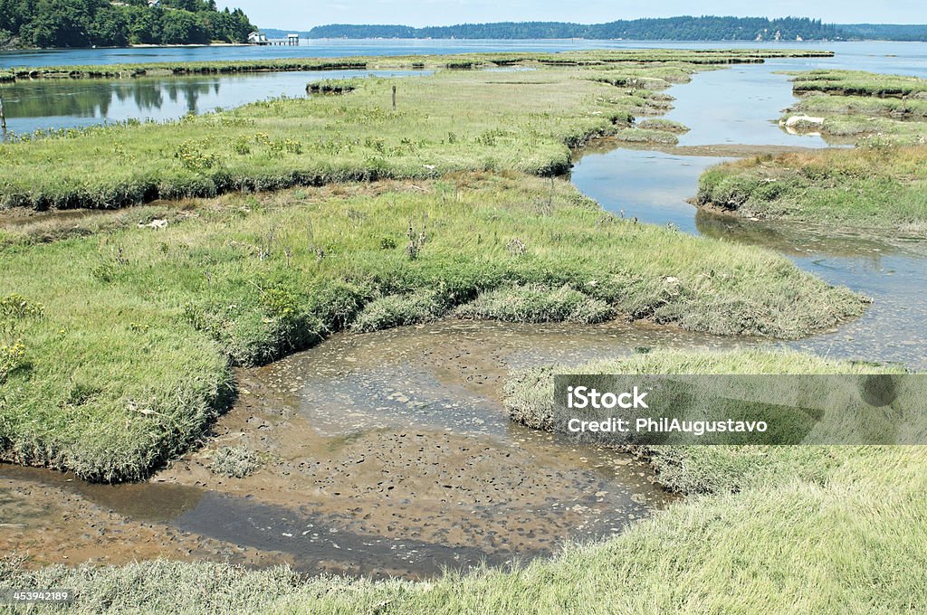 Maré recebidas para restaurar Estuário em Nisqually delta em Washington - Royalty-free Estado de Washington Foto de stock