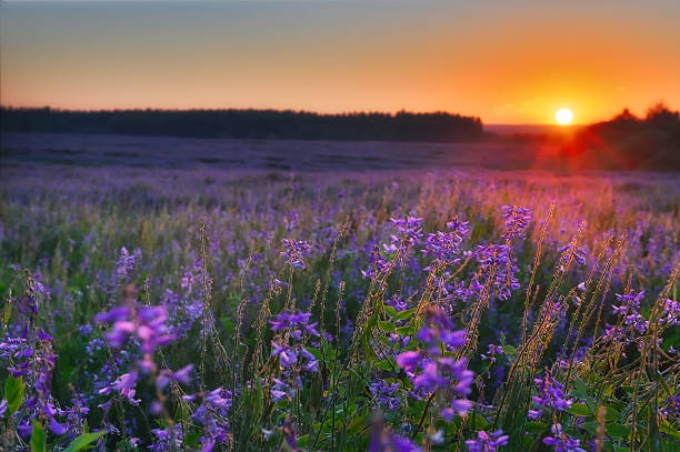 istock Field with violet flowers at sunrise 453942519