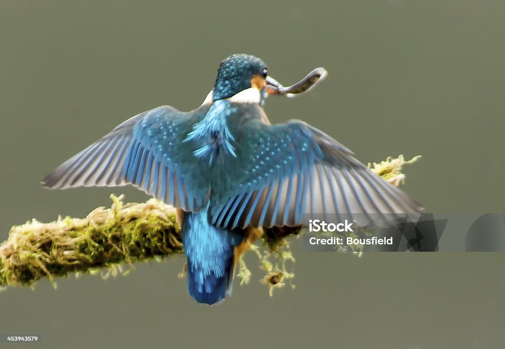 Kingfisher - Foto de stock de Animais caçando royalty-free