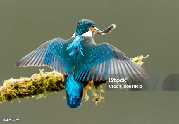 Foto de Kingfisher e mais fotos de stock de Animais caçando - Animais caçando, Animal selvagem, Asas Abertas