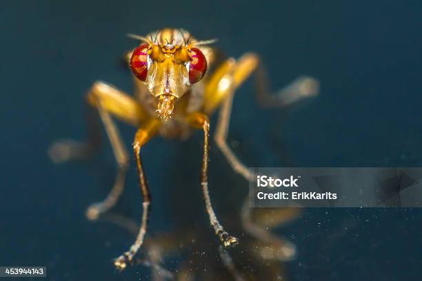 Portrait Of A Horsefly Stock Photo - Download Image Now - Microscope, Parasitic, Agricultural Field