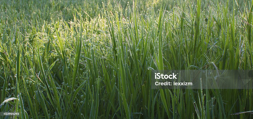 Gotas de rocío de la mañana - Foto de stock de Agricultura libre de derechos