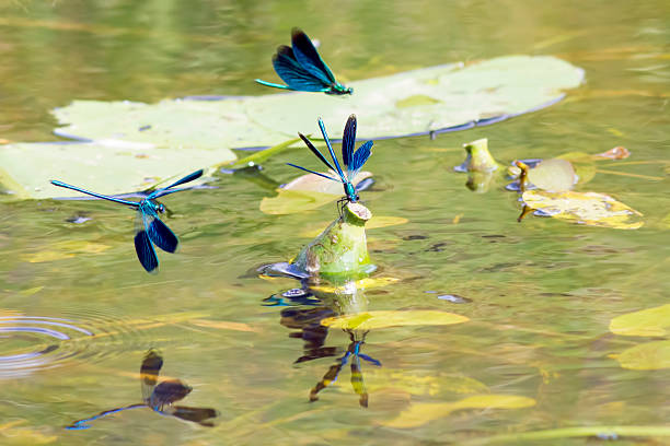 、バンド demoiselle （calopteryx splendens ) - wing dragonfly animal eye blue ストックフォトと画像