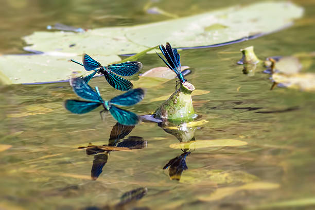 、バンド demoiselle （calopteryx splendens ) - wing dragonfly animal eye blue ストックフォトと画像