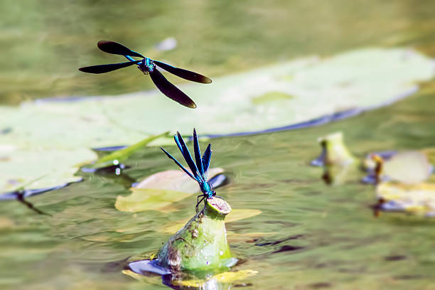 、バンド demoiselle （calopteryx splendens ) - wing dragonfly animal eye blue ストックフォトと画像