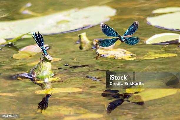 The Banded Demoiselle Stock Photo - Download Image Now - Dragonfly, Unpleasant Smell, Agricultural Field