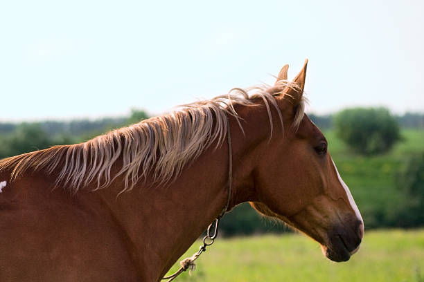 istock portrait of red horse 453944601
