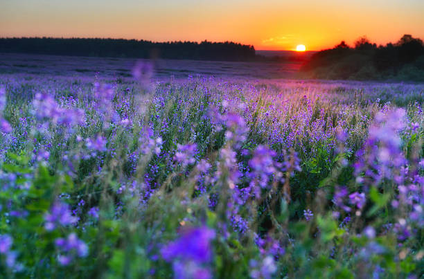 istock Flowers field at early morning 453944907