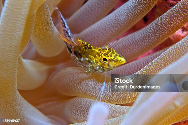 Diamond Blenny In Giant Anenome Stock Photo - Download Image Now - Animal Markings, Animals In The Wild, Blenny