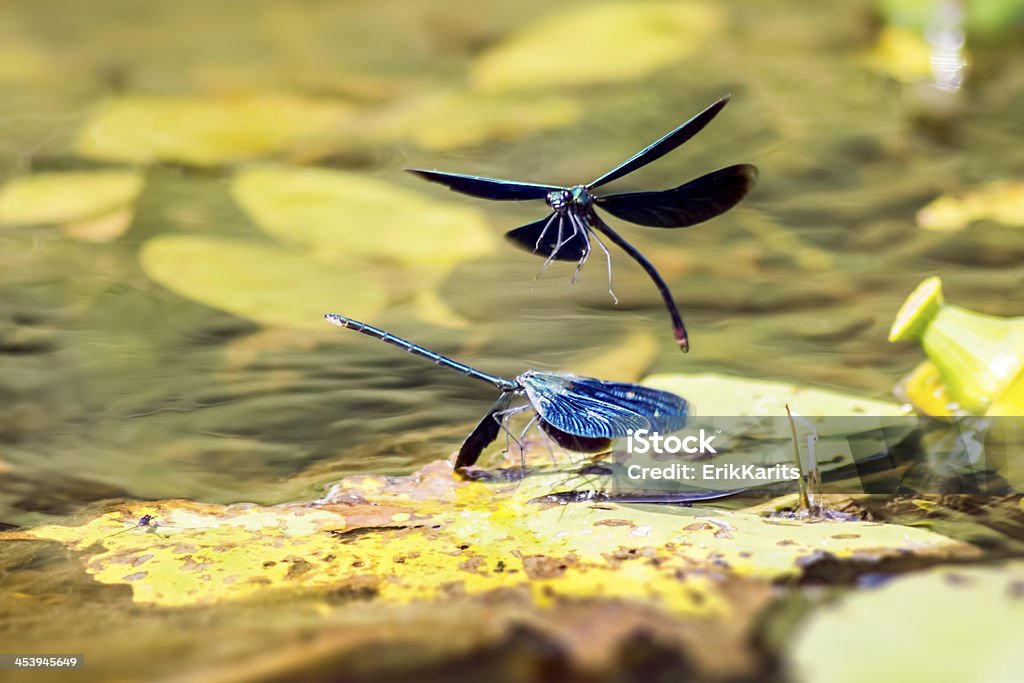 A faixa Demoiselle (Calopteryx splendens) - Foto de stock de Libélula - Mosca royalty-free