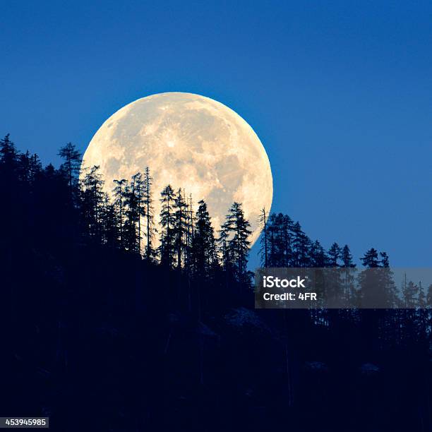 Luna Piena Luminosa Attraverso Alberi - Fotografie stock e altre immagini di Luna piena - Luna piena, Luna, Paesaggio lunare