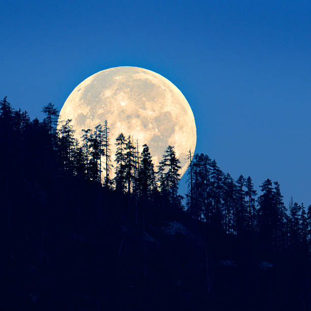 full moon shining through trees - moon forest bildbanksfoton och bilder