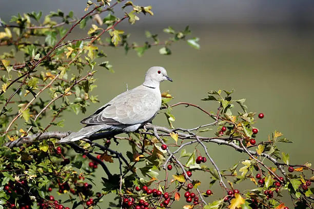 Collared dove, Streptopelia decaocto, single bird on branch,     Warwickshire, September 2012