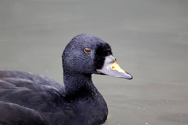 Common scoter, Melanitta nigra, single male head shot on water, captive bird, September 2012