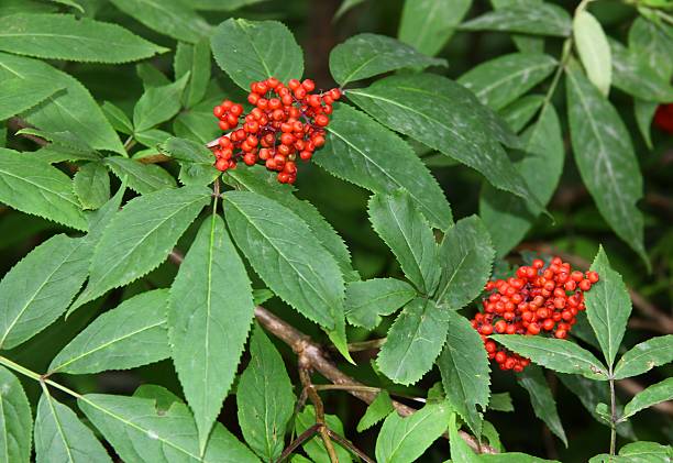 Sambucus racemon bush with red berries Sambucus racemon bush with red berries sambucus racemosa stock pictures, royalty-free photos & images