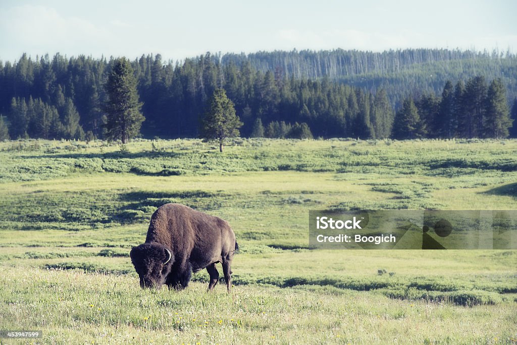 Buffalo Grasen im Yellowstone National Park, Wyoming - Lizenzfrei Amerikanischer Bison Stock-Foto