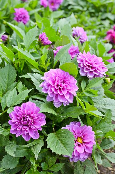 istock Purple Dahlias 453947805