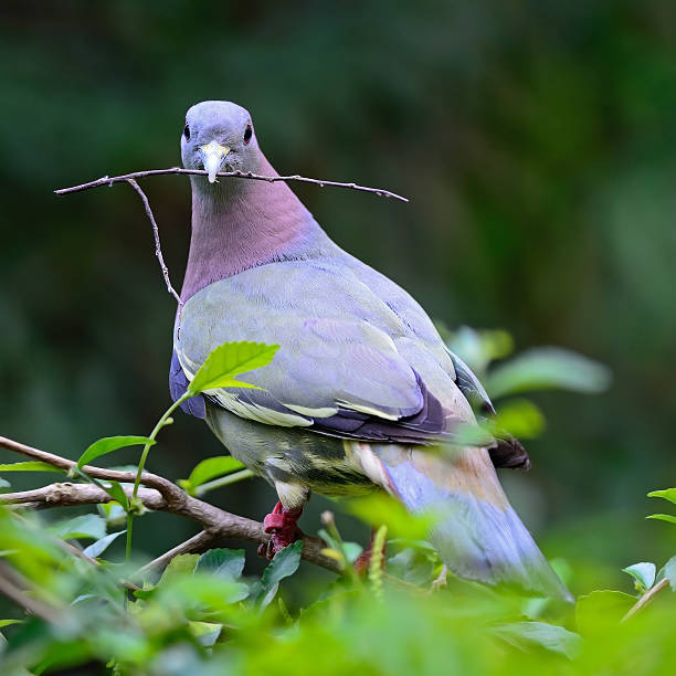 istock male Pink-necked Green-Pigeon 453948375