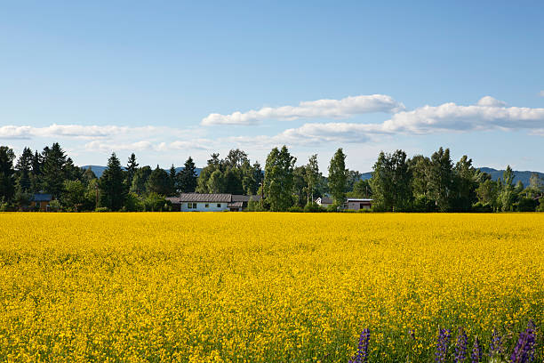 istock Landscape with yellow flowers 453948701