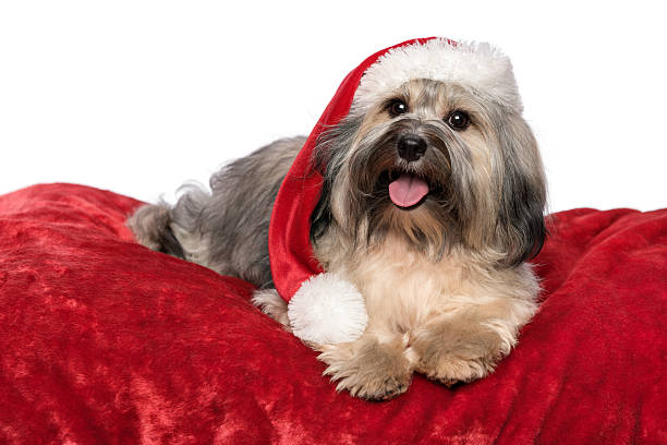 Cute Christmas Havanese dog is lying on a red blanket