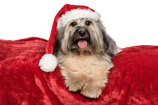 istock Cute Christmas Havanese dog is lying on a red blanket 453951793