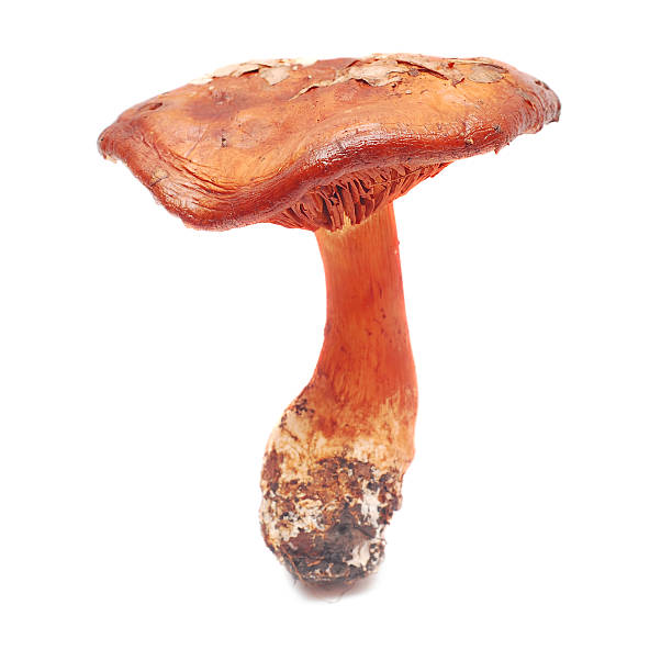 cortinarius orellanus - 끈적버섯과 뉴스 사진 이미지