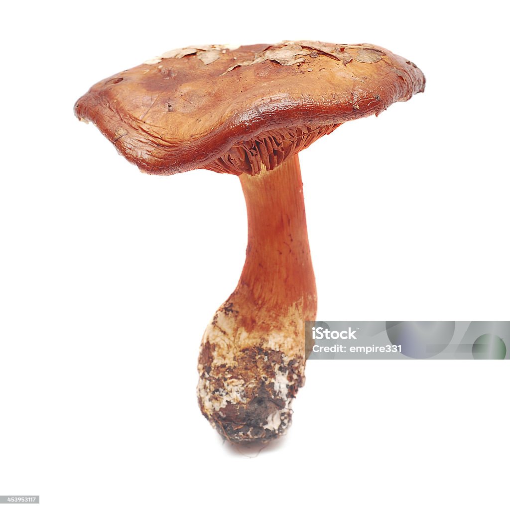 cortinarius orellanus cortinarius orellanus, very toxic mushroom isolated on white Cortinarius Fungus Stock Photo