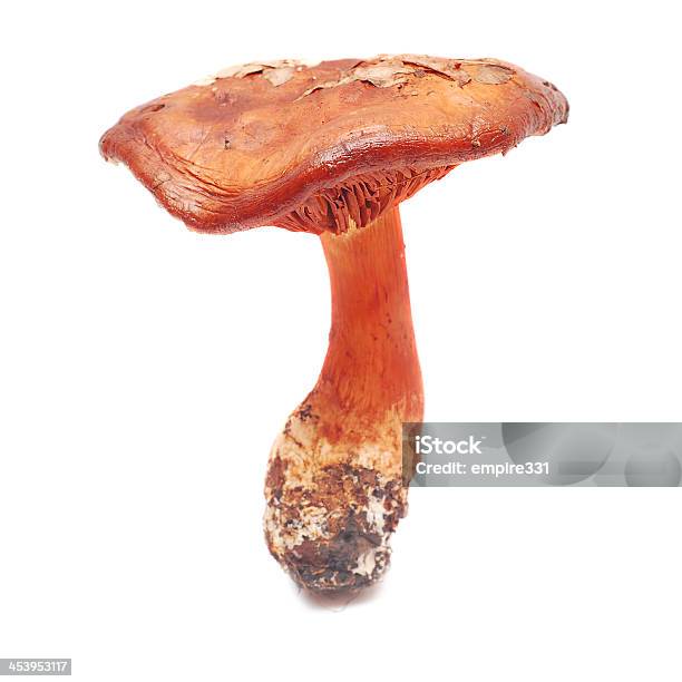 Cortinarius Orellanus Stock Photo - Download Image Now - Cortinarius Fungus, Brown, Cut Out