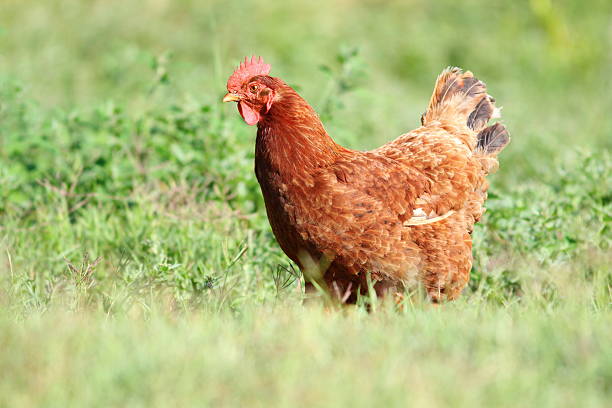 istock big hen in the green turf 453953591