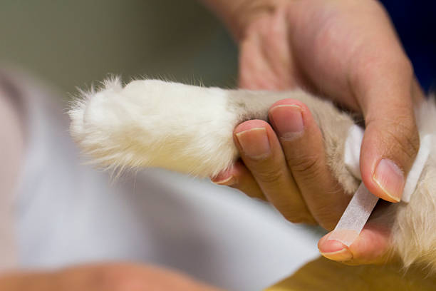 Veterinarian Bandaging Cat’s Leg stock photo