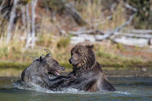 istock Mother and cub tussle 453954243