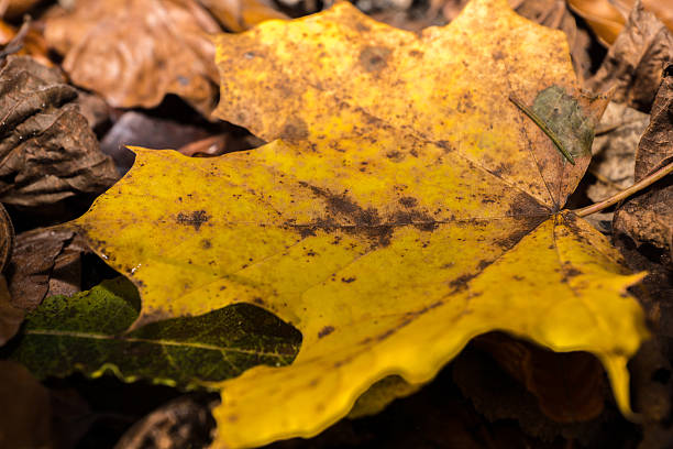 foglie di autunno colorato - baumblätter foto e immagini stock