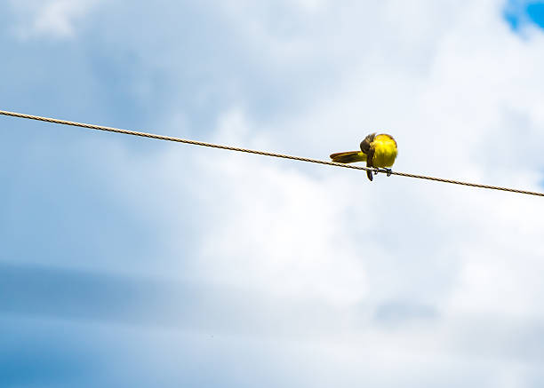 Brazilian natural bird on the power line. A comum view in Brasilia our capital.
