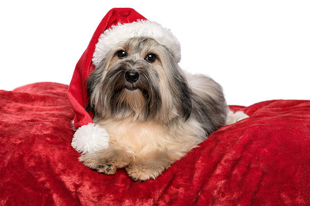 istock Cute Christmas Havanese dog is lying on a red blanket 453956579