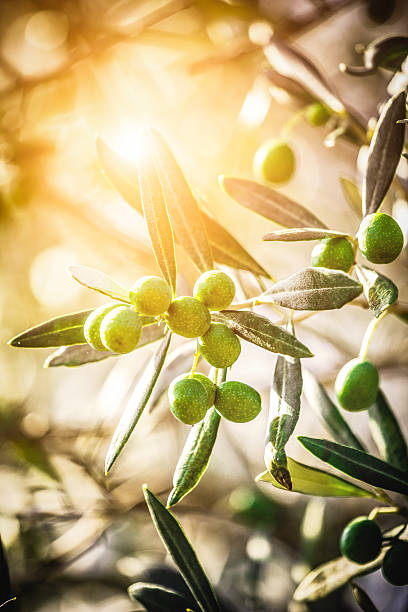 Tuscan Olives stock photo
