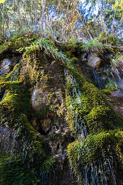 ruscello di montagna tra le pietre nella trama - baumblätter foto e immagini stock