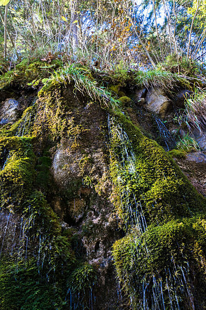 горный ручей между mossy камнями - baumblätter стоковые фото и изображения